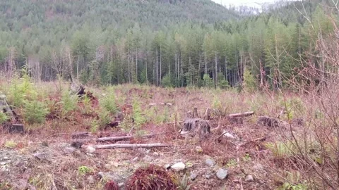 Herd of Elk between Nitinat and Port Alberni Stock Footage 172564953