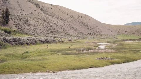 Herd of Elk Cows along side the Yellowstone River in Montana. Stock Footage 86340512