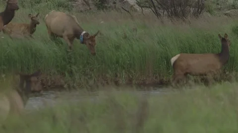Herd of elk crosses stream Stock Footage 47289913