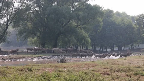 A herd of elk is crossing the river from long distan Stock Footage 214564485