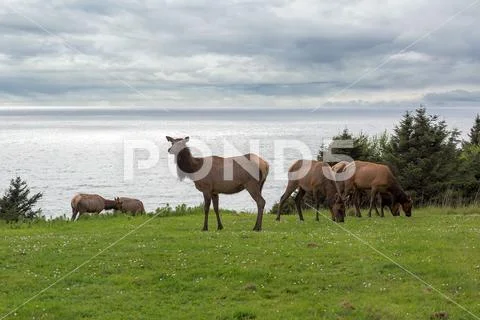 Herd of Elk at Ecola State Park along Oregon coast Stock Photos