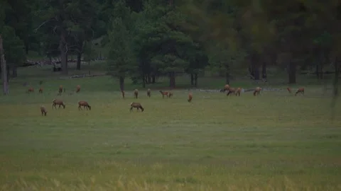 A herd of elk on a forest meadow Stock Footage 342959512