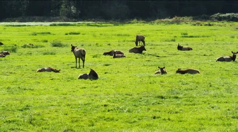 A herd of elk in a green meadow Stock Footage 59105580