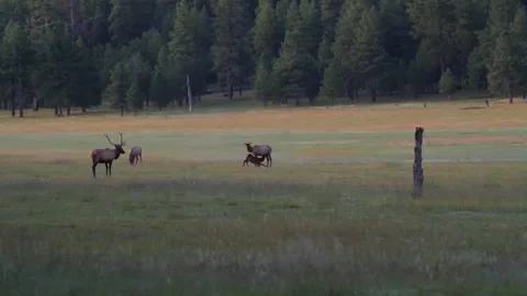 A herd of elk on the open prairie Stock Footage 250096086