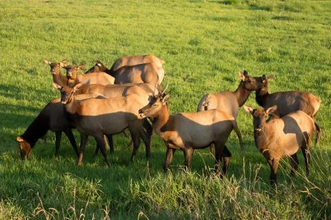 Herd of Elk in Oregon Stock Photos