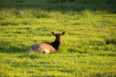 Herd of Elk in Oregon Stock Photos