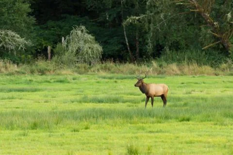 Herd of Elk in Oregon Stock Photos