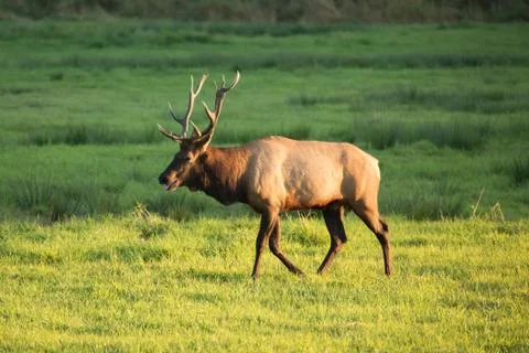 Herd of Elk in Oregon Stock Photos