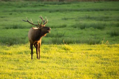 Herd of Elk in Oregon Stock Photos