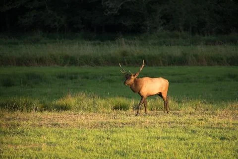 Herd of Elk in Oregon Stock Photos