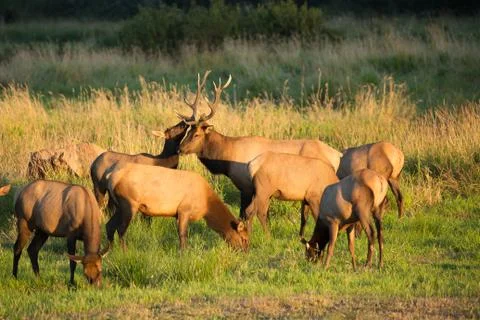 Herd of Elk in Oregon Stock Photos