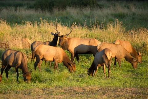 Herd of Elk in Oregon Stock Photos