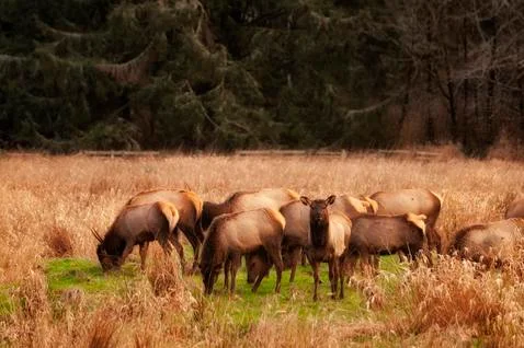 Herd of Elk Stock Photos