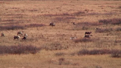 Herd Of Elk On Plain Video stock 92401397