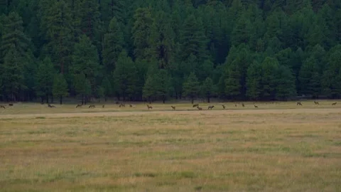 A herd of elk roaming on a forest meadow Stock Footage 315416961
