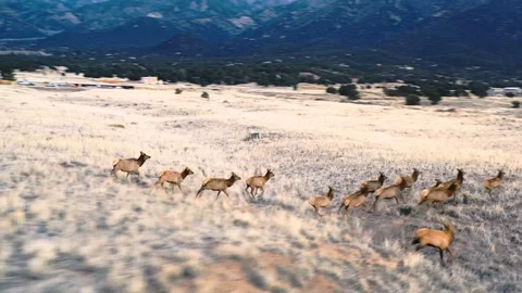 Herd of Elk Running In Field Close Up Drone Shot 4K Stock Footage 100345998