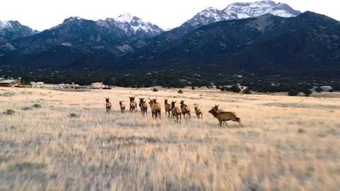 Herd of Elk Running In Mountain Valley Sunrise Drone Shot 4K 스톡 동영상 100346076