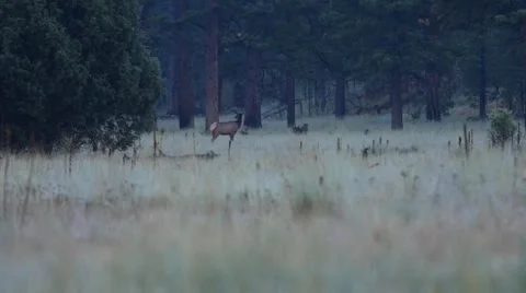 A herd of elk running in the woods Stock Footage 65262441