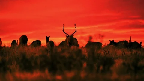 Herd of Elk silhouetted against orange sky  at sunrise. Stock Footage 73552012