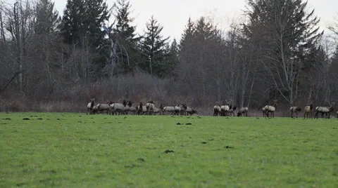 Herd of Elk Sprinting Stock Footage 37184446