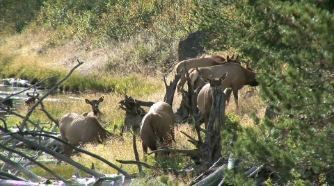 Herd of Elk by Stream Video stock 782236