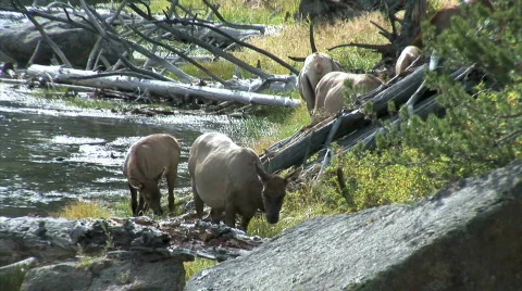 Herd of Elk by Stream-zoom Vídeos de archivo 782235