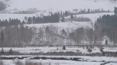 A herd of elk walk behind a sleeping wolf while a bald eagle watches from Stock Footage 271733370