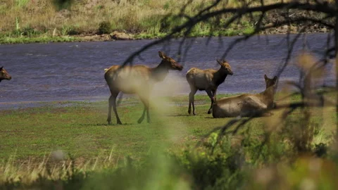Herd of elk walking out of mountain lake through marsh wetlands 60fps Stock Footage 162346154