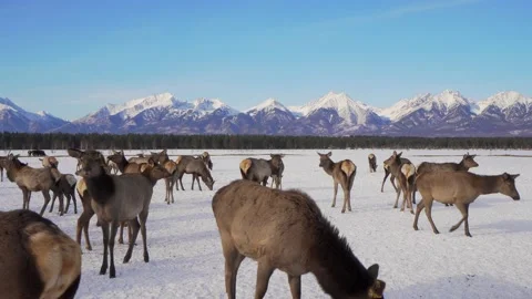 Herd of Elks Cervus elaphus sibiricus Grazing in Winter with Mountains at Stock Footage 151346797