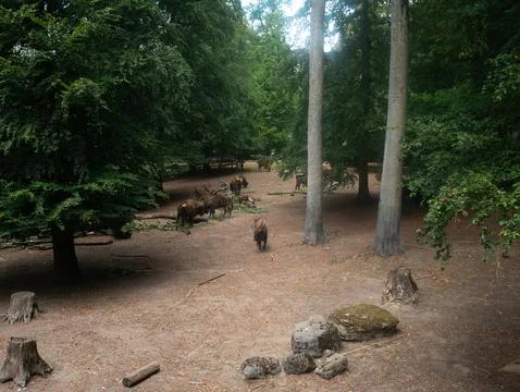 Herd of European Bison Grazing in Forest Enclosure at Wildlife Reserve, Nat.. Stock Photos