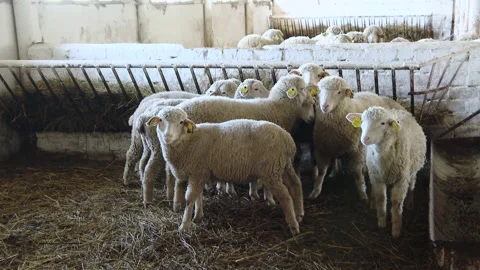 Herd of ewe and lamb herded into pens Video stock 165638234