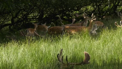 Herd of fallow deer alert in field Video stock 72269104