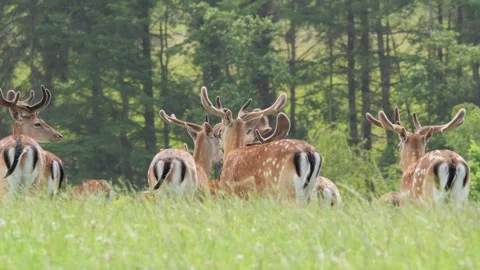 Herd of fallow deer bucks grazing in a grassy summer meadow Stock-Footage 338231767