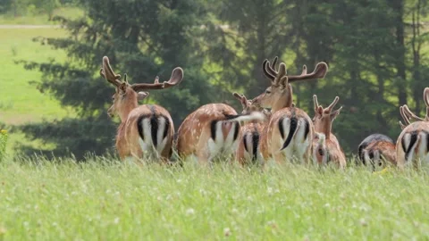 Herd of fallow deer bucks grazing on a lush green meadow Stock-Footage 338231794