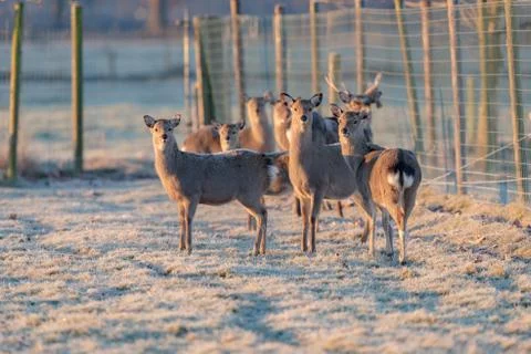 Herd of fallow deer doe standing on frozen grass in early morning light. Stock Photos