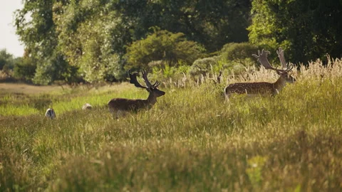 Herd of fallow deer on the edge of a meadow and forest in soft golden light Stock Footage 345297506