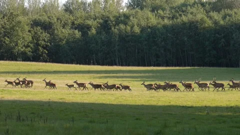 Herd of fallow deer gracefully sprinting through a sunlit meadow Video stock 285768565