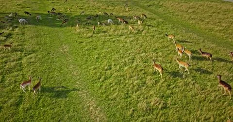 Herd of fallow deer grazing and walking in a green field, aerial view Stock Photos