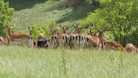 Herd of fallow deer grazing on a green meadow in summer Stock-Footage 338232140