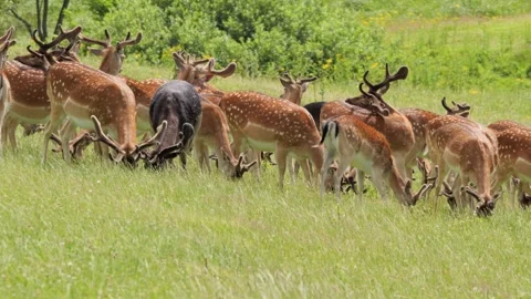 Herd of fallow deer grazing in a green summer meadow Stock Footage 338232215