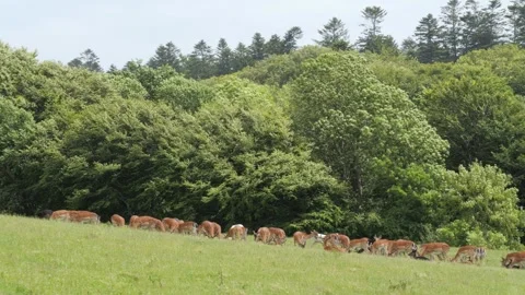 Herd of fallow deer grazing in a green meadow Stock Footage 338232326