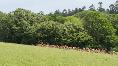 Herd of fallow deer grazing in a green pasture Stock Footage 338232483