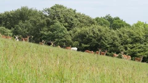 Herd of fallow deer grazing on a green hillside Stock Footage 338232514