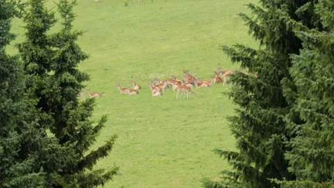 Herd of fallow deer grazing on a green meadow in summer Stock-Footage 338232879