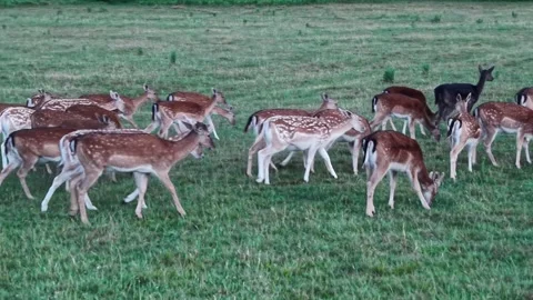 Herd of Fallow Deer Grazing in a Green Meadow Stock Footage 342769108