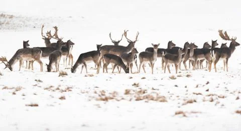 Herd of fallow deer in meadow covered with snow. Stock Photos