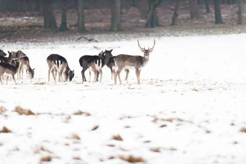 Herd of fallow deer in meadow covered with snow. Stock Photos