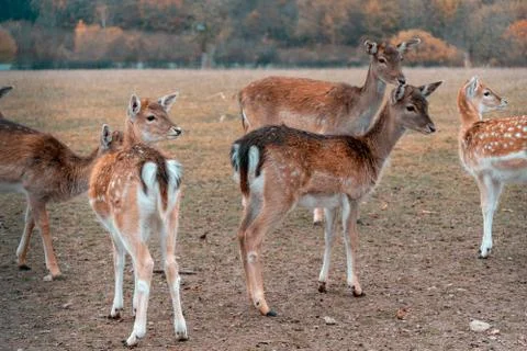 Herd of fallow deer Stock Photos
