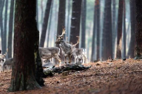 Herd of fallow deer in rainy pine tree forest. Stock Photos