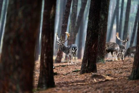 Herd of fallow deer in rainy pine tree forest. Foto stock
